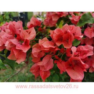 Бугенвиллия Nescafe 3