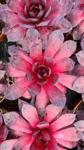 Молодило BigSam™ Black Cherry 49