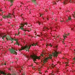 Седум Mat forming habit Deep Rose 56