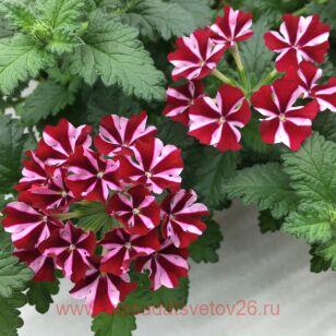 Вербена Samira Deep Red Star 27
