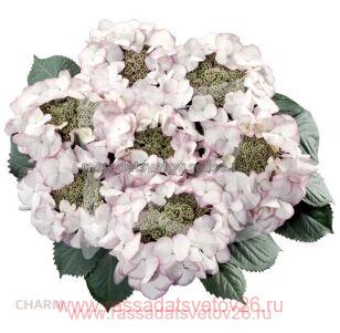 Гортензия крупнолистная Шарм (Charm) 92