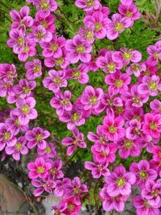 ���������� ������� Pixie Rose 19