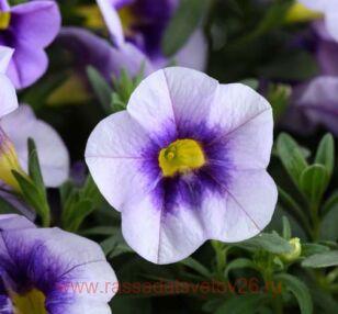 Калибрахоа Eyeconic Purple 31