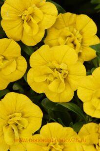 Калибрахоа Selebration Double Yellow