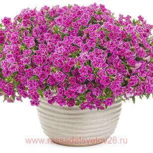 Калибрахоа махровая Superbells Sweet 5
