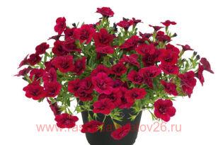 ���������� UNIQUE Double Velvet Red 51