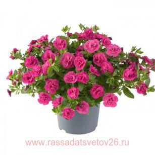Калибрахоа Can-Can Rosies Rose 38