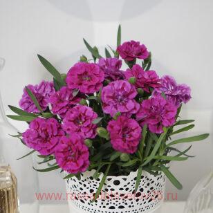 Гвоздика DIADEUR MARIE 65