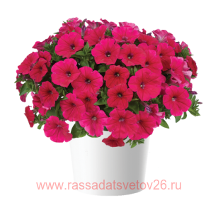 Петуния CASCADIAS Fuchsia 20