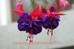 Фуксия GIANT FLOWERS Maori Maid 67