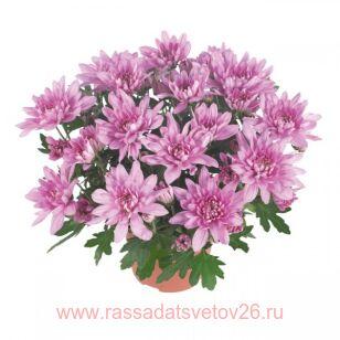 Хризантема крупноцветковая Chrystal Pink® 41г