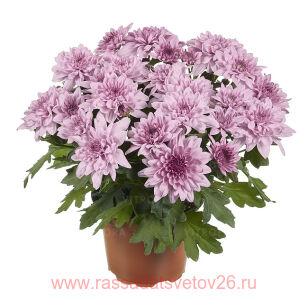 Хризантема крупноцветковая Chrystal Pink Lemonade 42г