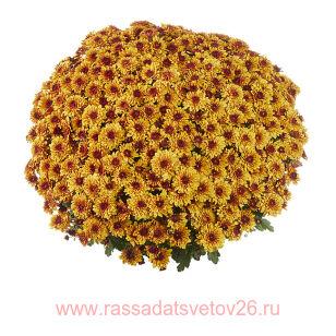Хризантема мультифлора Banquet Red Bicolor 10
