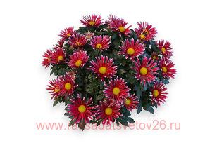 ���������� Flash Look Fanfan Deep 3