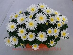 Хризантема FLASH LOOR Mousseline 19г
