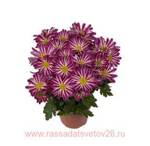 Хризантема крупноцветковая Rainbow Twist® 30г