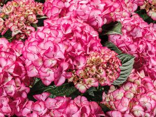 Гортензия Code Rose pink 21