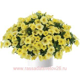 Калибрахоа Colibri Lemon 44