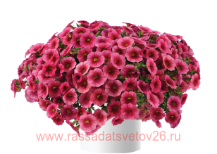  Colibri Malibu Pink 12