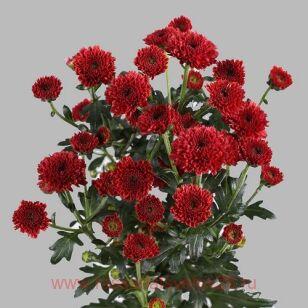 Хризантема спрей Calimero Red® 39г