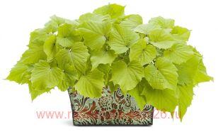 ������ Sweetheart light green 2