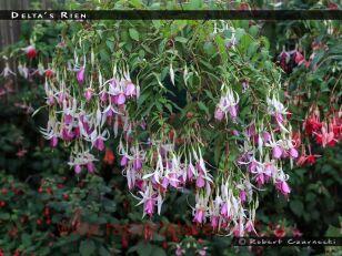 Фуксия Delta Rien 34