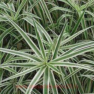 Осока Морроу Variegata 12