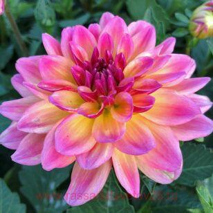 Георгин Hypnotica Rose Bicolor