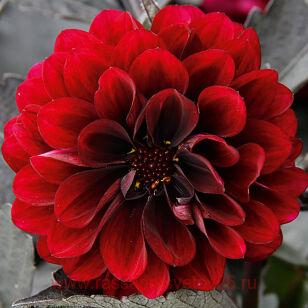 ������� Dalaya Meena Aruna 37