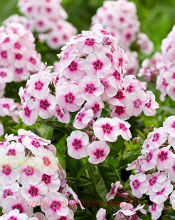 Флокс метельчатый Younique Trendy 76