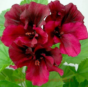 Королевская пеларгония Dark Secret 83
