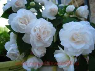 Бальзамин Саrоusеl Tutu White 16