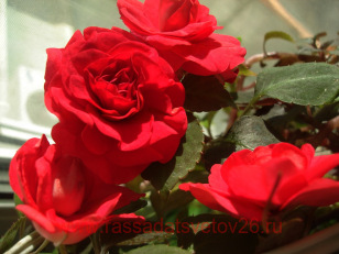 Бальзамин Dark Red Rose 20