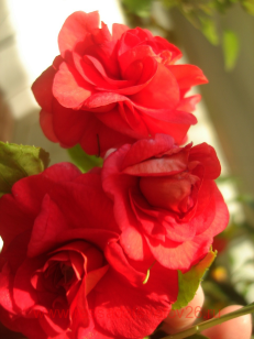 Бальзамин fiesta salsa red 34
