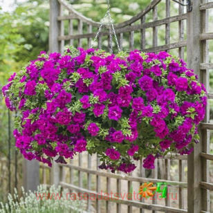 Петуния Tumbelina® Savanna 154
