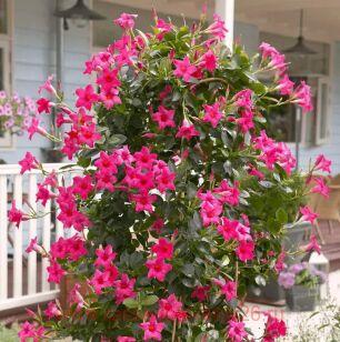 Дипладения Sundaville Classic Pink 17