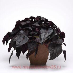 Ипомея Black heart 25