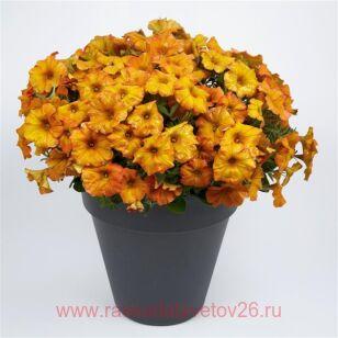 Петуния BeautiCal™ Sunset Orange 28