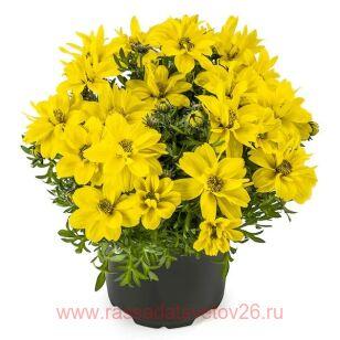 Биденс Dorado Double Big Yellow 13