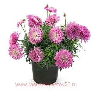 Аргирантемум Double Rose 11