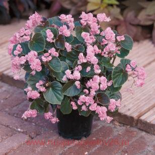 БЕГОНИЯ DOUBLET PINK 1