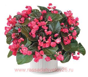 БЕГОНИЯ DOUBLET RED 2