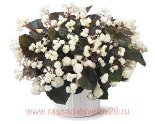 Бегония DOUBLET WHITE 4