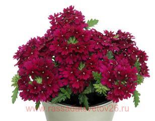  Drums Dark Purple 12