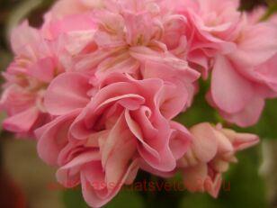 Пеларгония Misse Rose 295