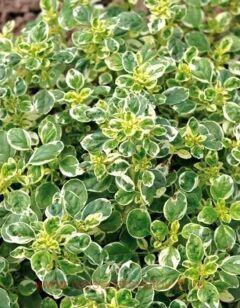 Душица (ориганум) обыкновенная Panta 4