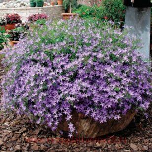 Колокольчик Портеншлага (кампанула) Hirsch Blue 29