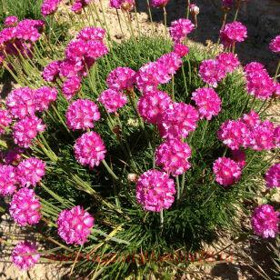 Армерия приморская Abbey Deep Rose 5