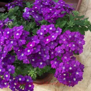 Вербена Blues Dark Violet 4