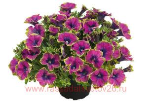 ������� VERANDA Little Picasso 53